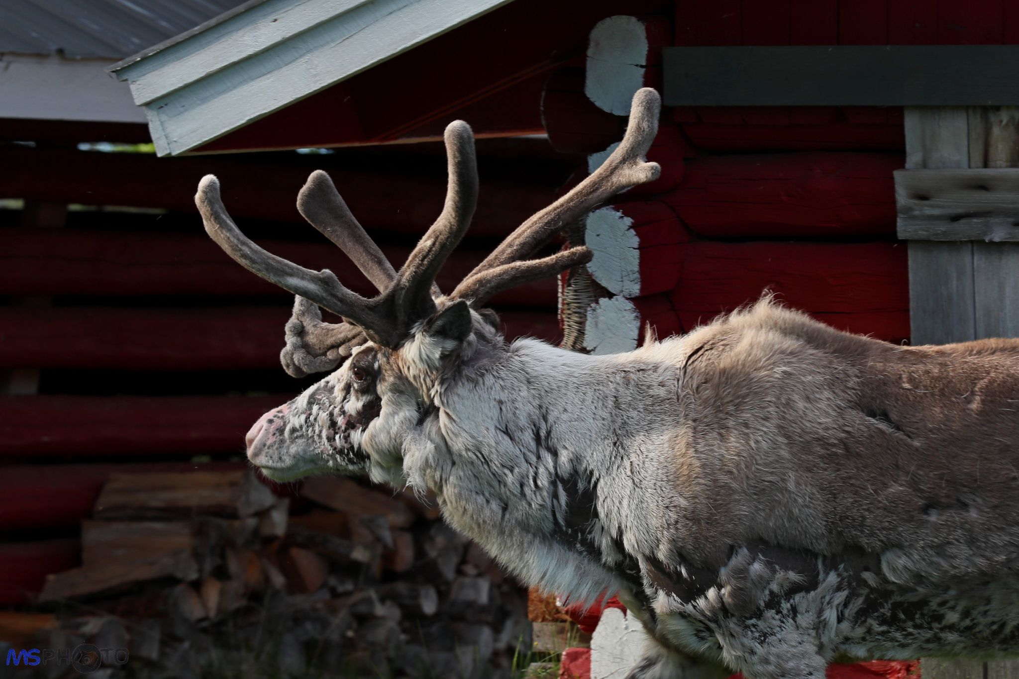 Puolukkamaan Reindeer Lake Resort